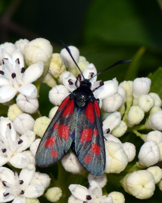 Zygaena in esame